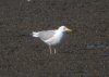 Larus sp. at Hole Haven Creek (Steve Arlow) (183203 bytes)